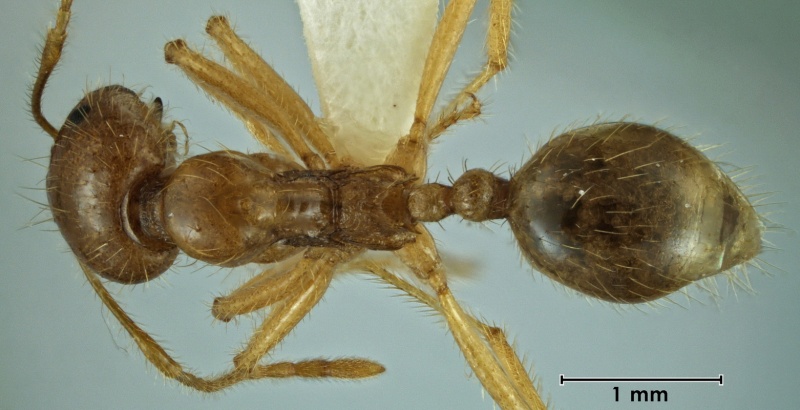 File:Aphaenogaster pythia neotype ANIC32-031018 top 25-Antwiki.jpg