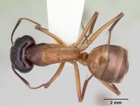 Camponotus acutirostris casent0103413 dorsal 1.jpg