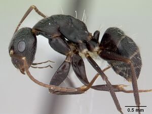 Camponotus germaini casent0173420 profile 1.jpg