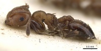 Crematogaster retifera casent0902098 p 1 high.jpg