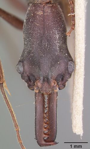 Odontomachus coquereli casent0104552 head 1.jpg