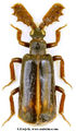 Platyrhopalus (Stenorhopalus) apicalis Wasmann, 1922.jpg