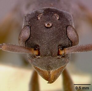 Platythyrea conradti sam-hym-c002300a head 1.jpg