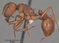 Pogonomyrmex barbatus casent0102894 profile 1.jpg