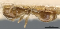 Solenopsis latastei casent0904631 d 1 high.jpg