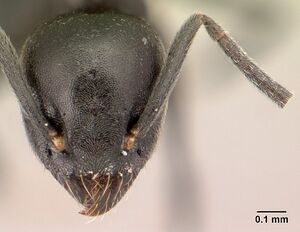 Technomyrmex albipes casent0188900 head 1.jpg