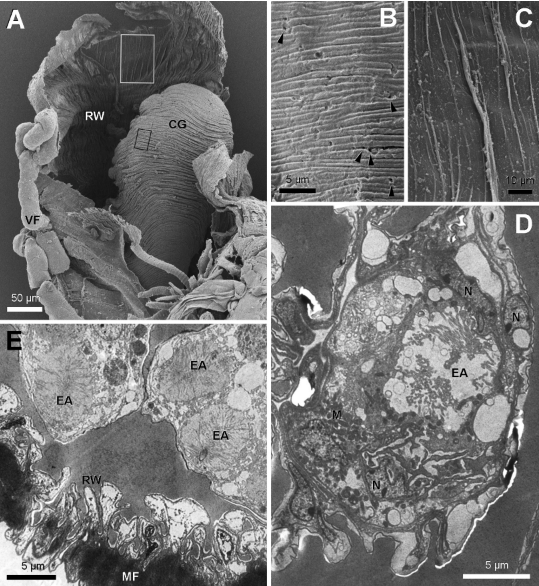 File:Fig. 4 Billen and Al-Khalifa 2018, Conv gland of b sennarensis worker.png