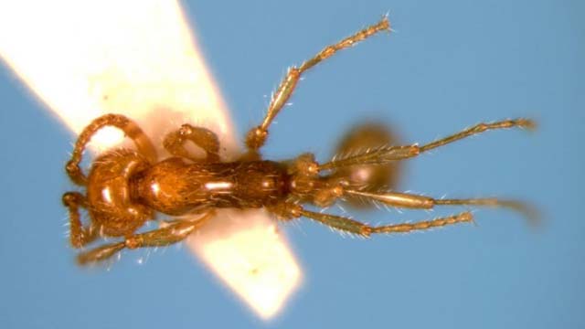 File:Aenictus lifuiae top (www.niaes.affrc.go.jp).jpg