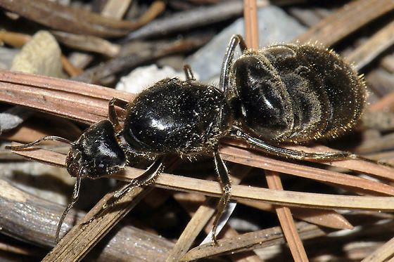 Liometopum apiculatum - AntWiki