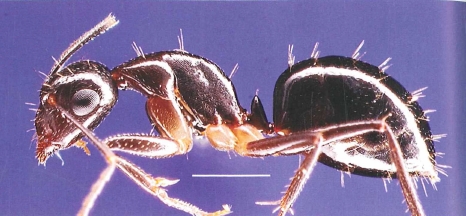 File:Camponotus fraseri P.jpg