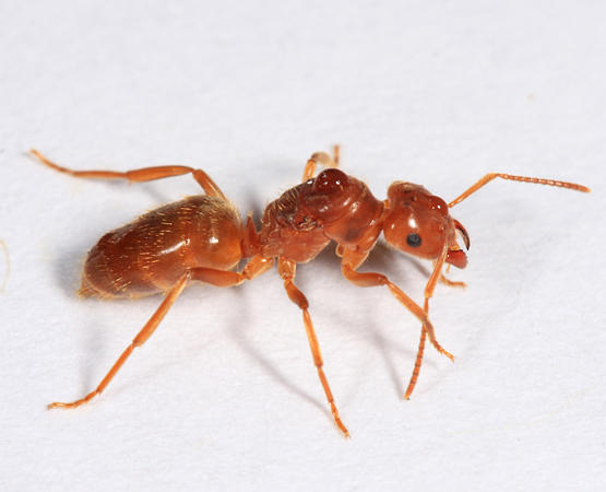 Lasius subumbratus - AntWiki