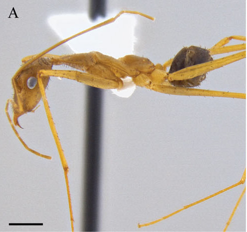 File:Leptomyrmex-relictus-hal.jpg