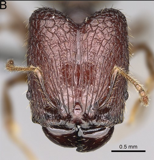 File:Pheidole ocypodea F32b.jpg