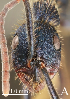 Leptogenys H paratype queen.jpg