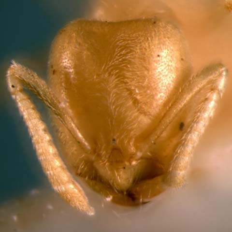 File:Acropyga butteli (as Acropyga baodaoensis) head (www.niaes.affrc.go.jp).jpg