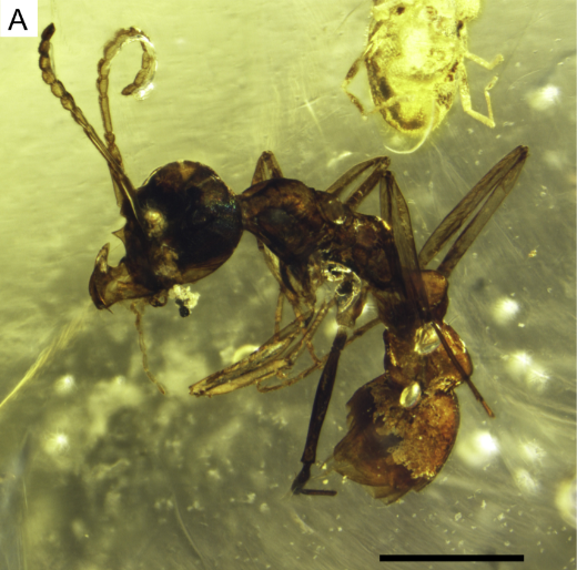 File:Protoceratomyrmex revelatus 6a.png