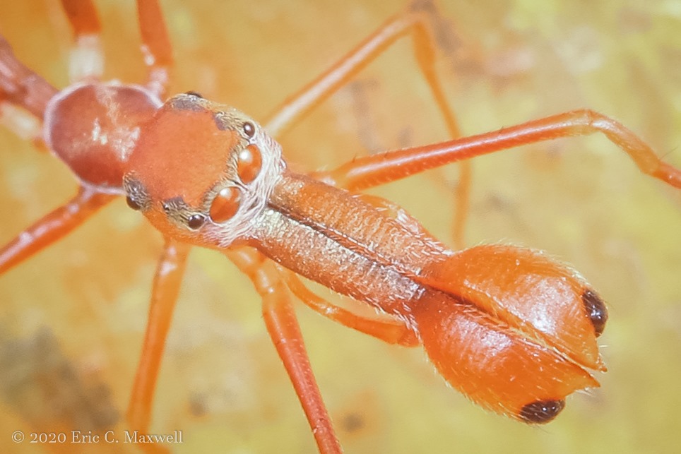 File:Myrmaplata plataleoides male (Salticidae), Thailand, Eric C ...