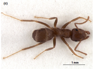 File:Talavera Espadaler and Vila 2014 Lasius balearicus c.jpg