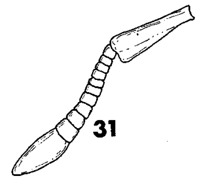 File:Parasyscia hashimotoi F31.jpg