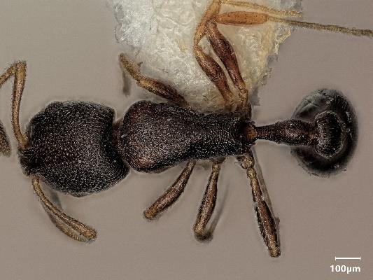 File:Seifert, B. 2022. The ant genus Cardiocondyla (10.3390@d15010025), Fig. 5C.jpg