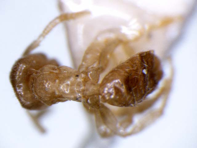 File:Acropyga yushi top (www.niaes.affrc.go.jp).jpg