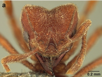 File:Sericomyrmex scrobifer F61a.jpg