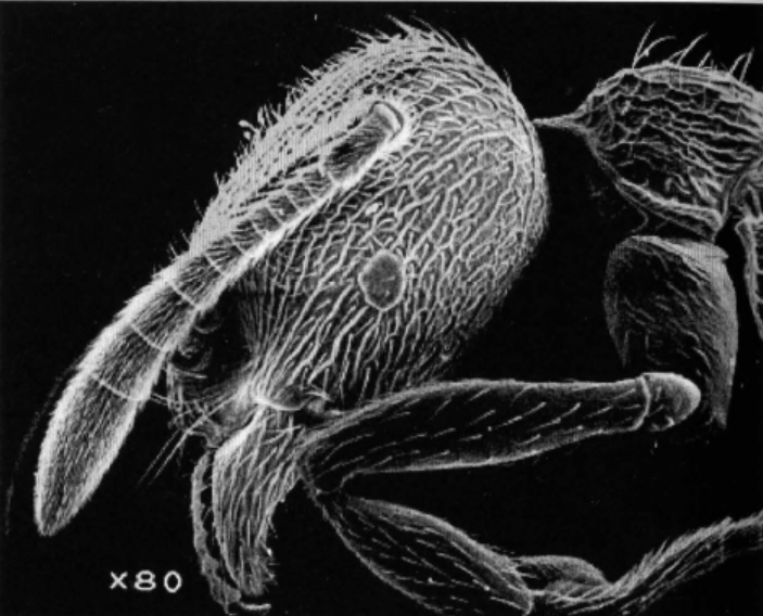 File:Stenamma koreanensis F1.jpg