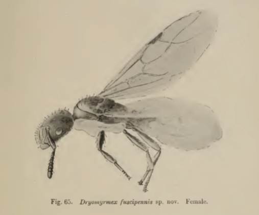 File:Dryomyrmex fuscipennis.jpg