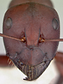 File:Ant small head2.jpg