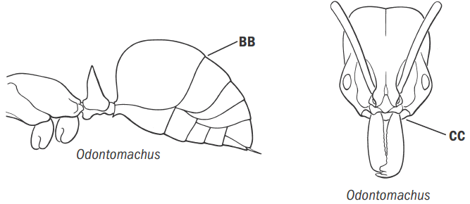 Fisher & Cover 2007, Key Fig. 4b.png