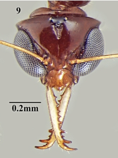 Myrmoteras brachygnathum F9.jpg