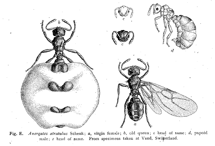 Wheeler_1908k_figure_E.jpg