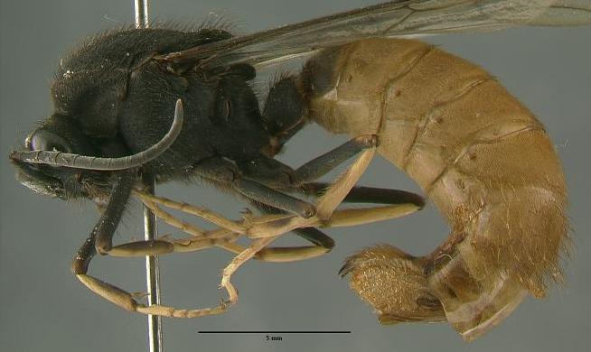 File:E.rapaxML0.71.JPG