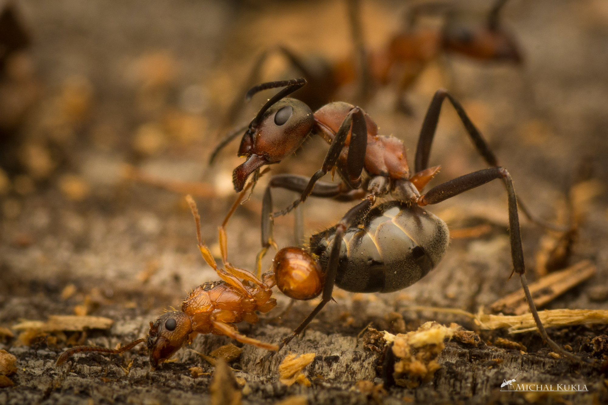 File:Formica rufa with Myrmica sp. queen, Michal Kukla.jpg - AntWiki