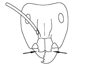 File:Heterick 2009 Fig 200.jpg