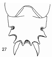 File:Meranoplus convexius pm.jpg