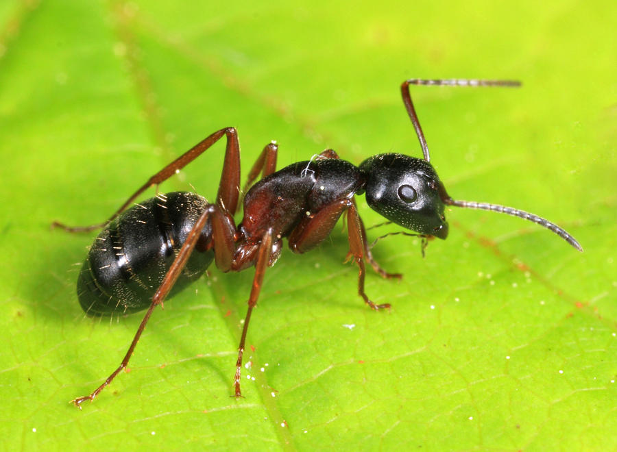 Camponotus herculeanus - AntWiki