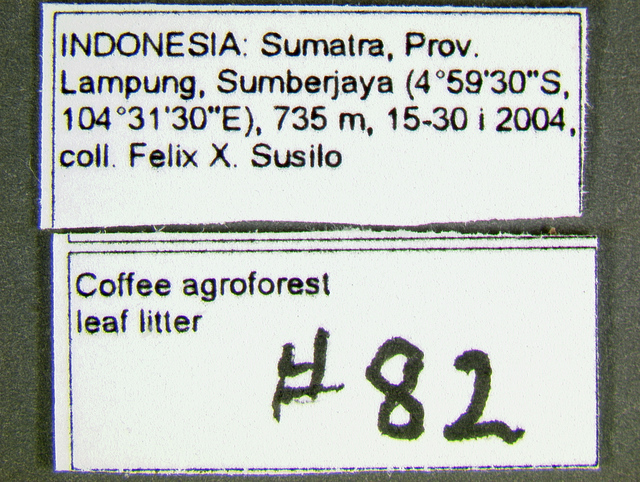 File:Emeryopone buttelreepeni, label,I GA1501.jpg