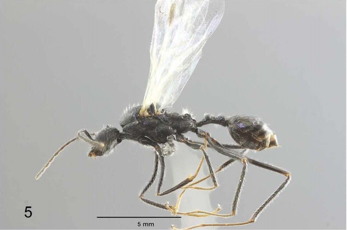 File:Aphaenogaster koniari m.jpg