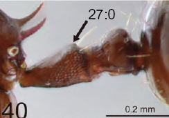 Crematogaster storki petiole.jpg