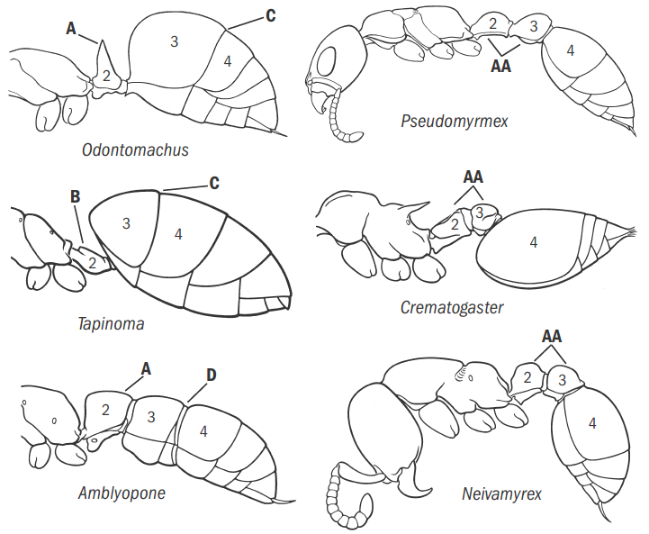 Fisher & Cover 2007, Key Fig. 3.png