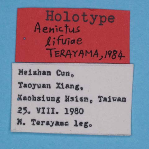 File:Aenictus lifuiae labels (www.niaes.affrc.go.jp).jpg