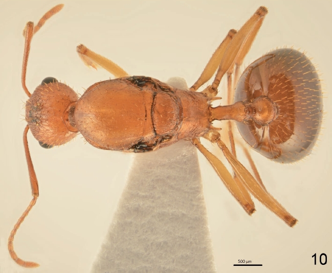 File:F10 Aphaenogaster splendida.jpg