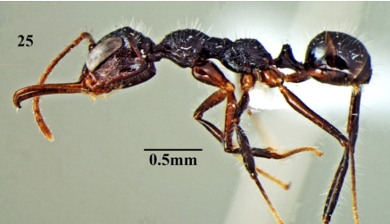 File:Myrmoteras scabrum F25.jpg