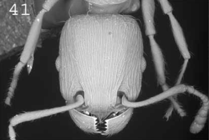 File:Tetramorium exile head.jpg