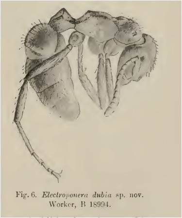 File:Electroponera dubia.jpg