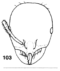 File:Monomorium parantarcticum F103.jpg