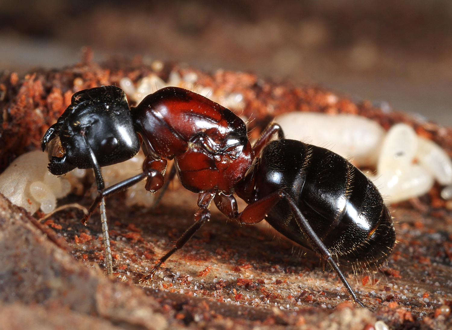 Camponotus noveboracensis