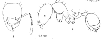 File:Carebara zengchengensis F3-4.jpg