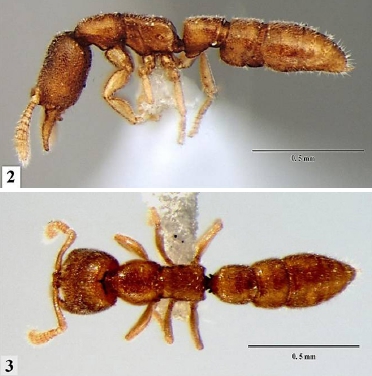 File:Stigmatomma xui pd.jpg